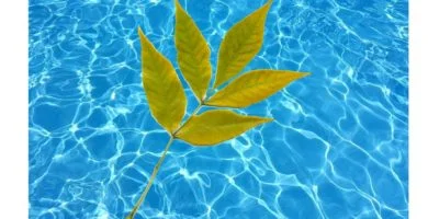 Piscina ecológica